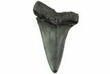 Fossil Broad-Toothed Mako Tooth - South Carolina #214688-1